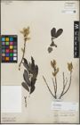 Foto von Salix lasiolepis Benth.